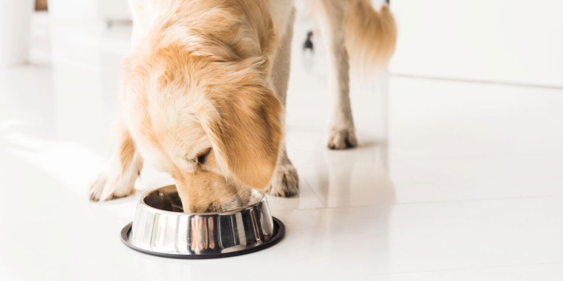 O que acontece quando você muda o horário da comida do seu cão