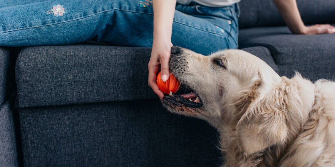 Seu cão brinca o suficiente? Veja o tempo ideal por idade e porte