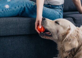 Seu cão brinca o suficiente? Veja o tempo ideal por idade e porte