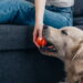Seu cão brinca o suficiente? Veja o tempo ideal por idade e porte
