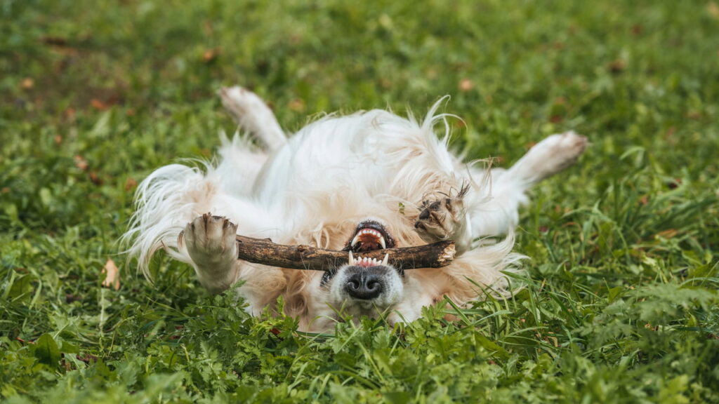 Seu cão brinca o suficiente? Veja o tempo ideal por idade e porte