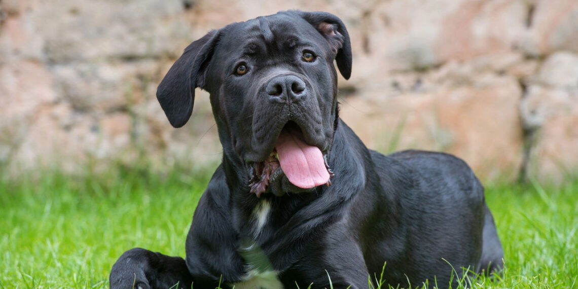 Você conhece o lado carinhoso do cão mais protetor da Itália