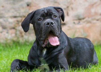 Você conhece o lado carinhoso do cão mais protetor da Itália