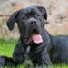 Você conhece o lado carinhoso do cão mais protetor da Itália