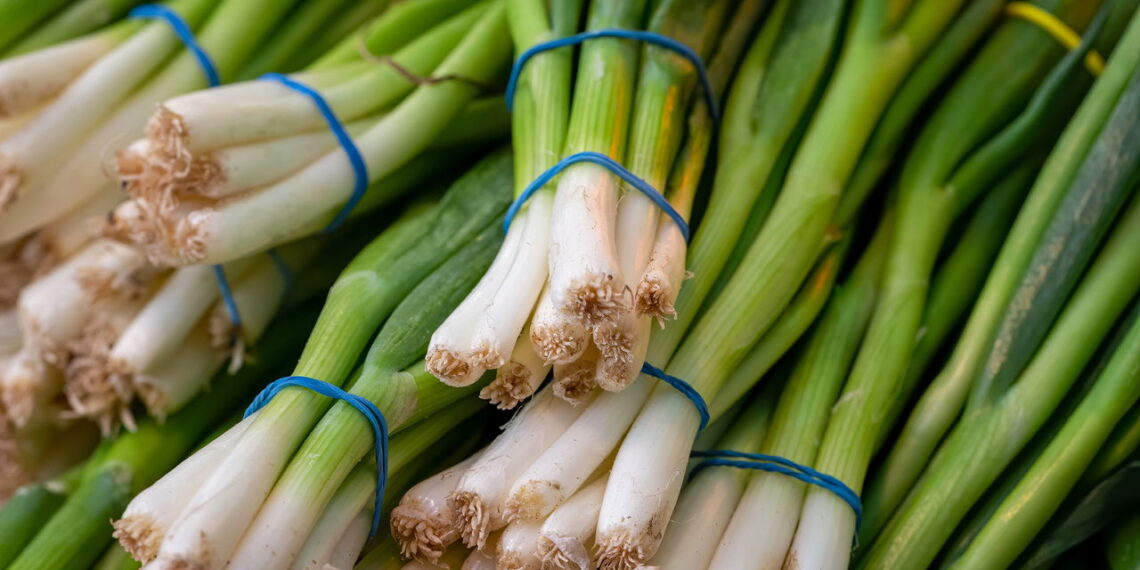 Confira os métodos corretos para ter um cultivo prospero e saudável de cebolinha em casa