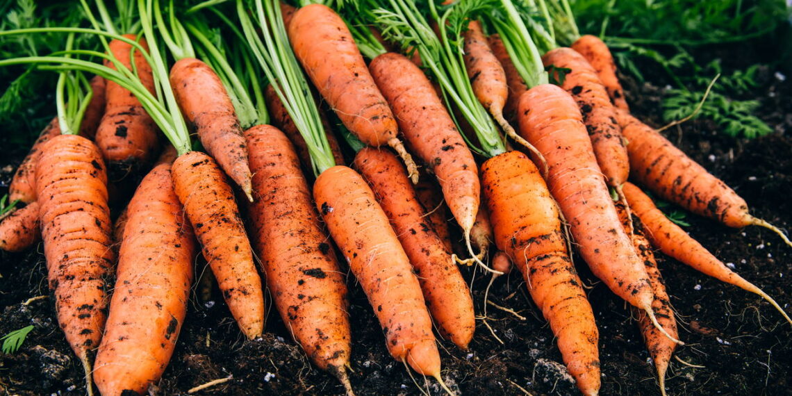 Saiba como ter um cultivo de cenoura em casa fácil e sem erro