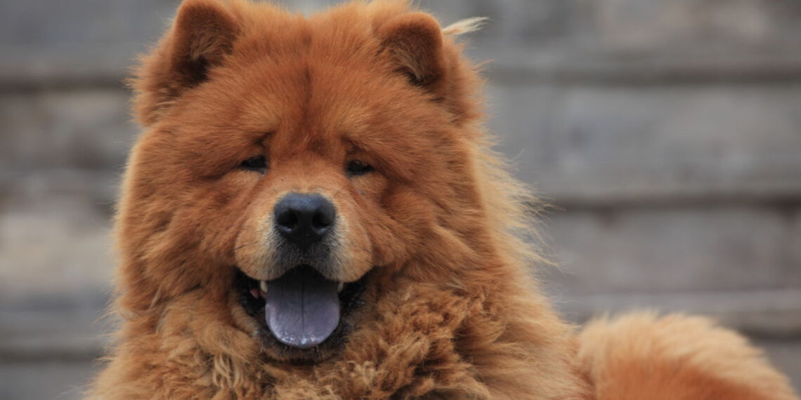 As raças de cães mais temperamentais do mundo e o que ninguém te conta