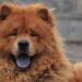 As raças de cães mais temperamentais do mundo e o que ninguém te conta