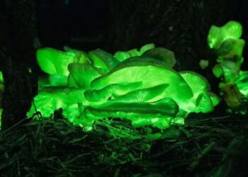 Segredos da floresta brilhante que vão te surpreender