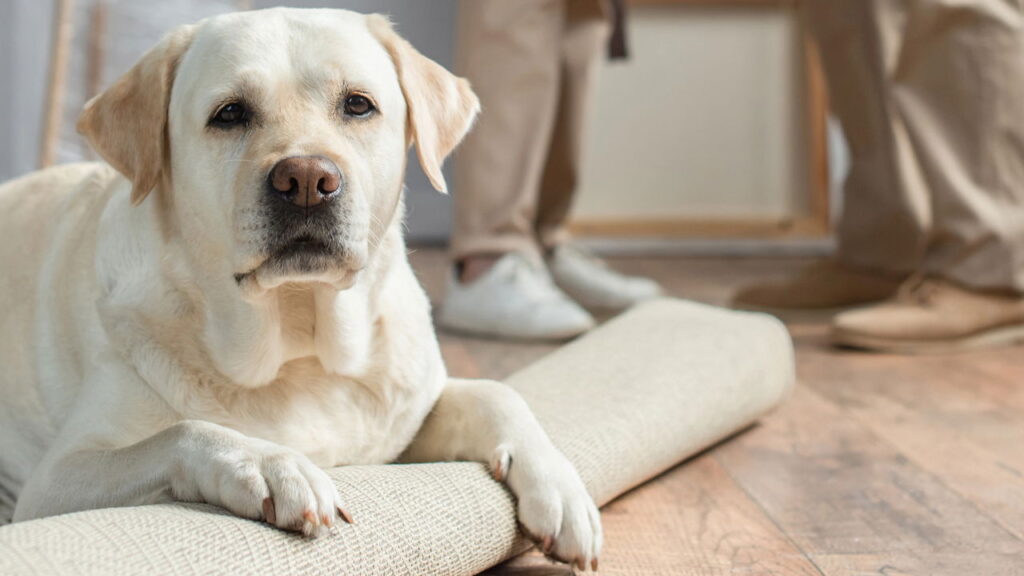 Top 6 raças de cachorro mais queridas em 2025