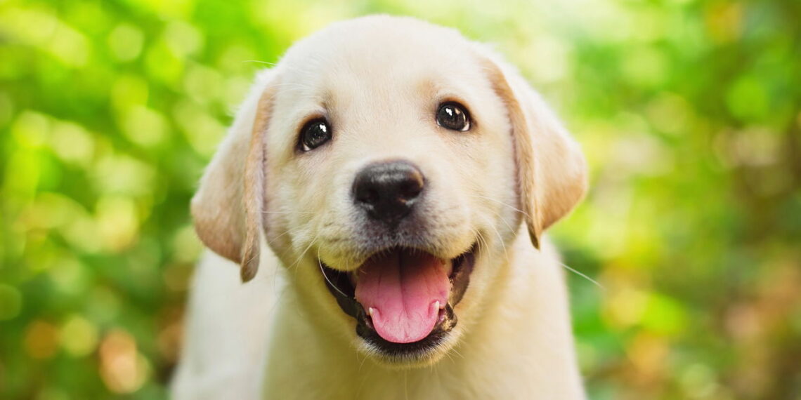 A verdade surpreendente sobre o Labrador que ninguém te contou