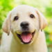 A verdade surpreendente sobre o Labrador que ninguém te contou