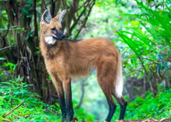 Curiosidades sobre o Lobo-Guará como sua dieta e seu principal habitat