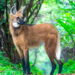 Curiosidades sobre o Lobo-Guará como sua dieta e seu principal habitat