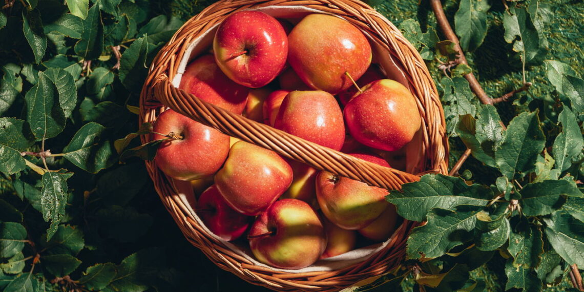 Confira as formas certas para se ter um cultivo saudável e sem agrotóxicos de maçã no seu jardim