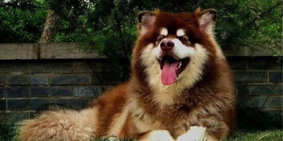 O Malamute do Alasca que conquistou milhões com seu jeitinho