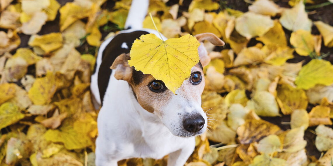 Você conhece estas raças de cães raras? A 4ª vai roubar seu coração