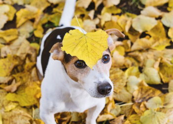 Você conhece estas raças de cães raras? A 4ª vai roubar seu coração