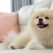 Você vai se surpreender com estas técnicas contra pelos de animais