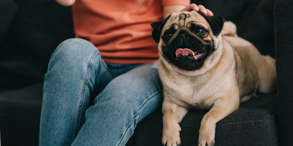 Você mora em apê e quer um cão? Veja as raças que vão te conquistar