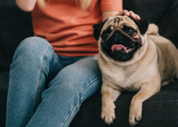 Você mora em apê e quer um cão? Veja as raças que vão te conquistar