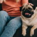 Você mora em apê e quer um cão? Veja as raças que vão te conquistar