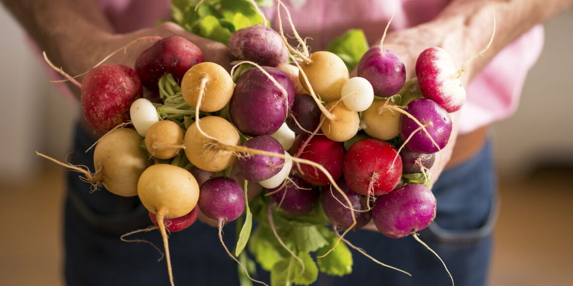Aprenda como fazer um cultivo de rabanete no seu quintal sem erro