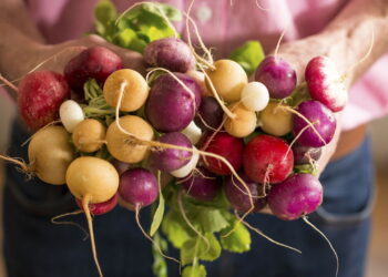 Aprenda como fazer um cultivo de rabanete no seu quintal sem erro