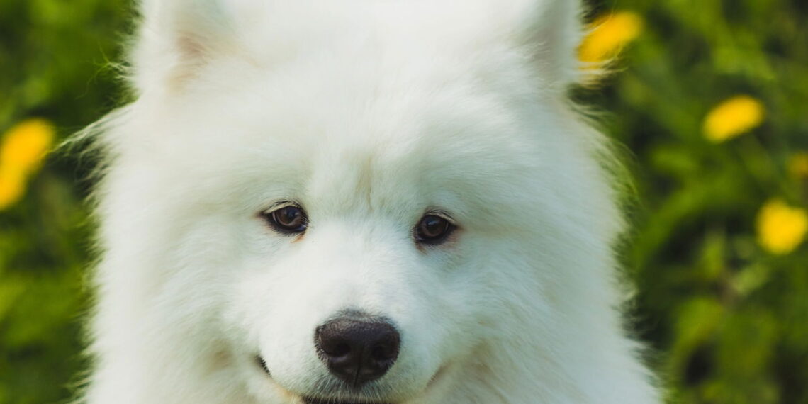 Estas raças de cachorro custam uma fortuna e o motivo vai surpreender