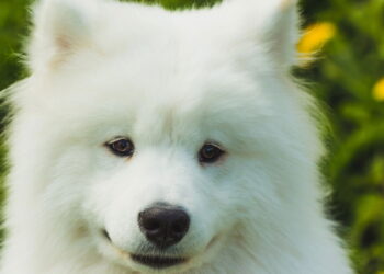 Estas raças de cachorro custam uma fortuna e o motivo vai surpreender