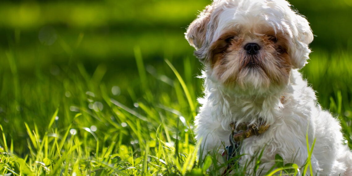 Os nomes mais lindos e populares para Shih Tzu