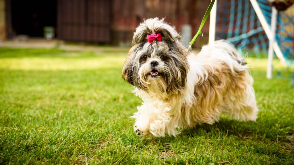 Este cãozinho é o melhor amigo para espaços pequenos
