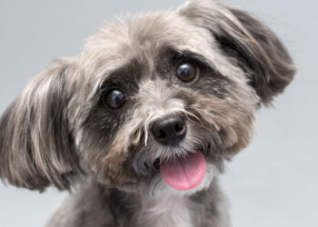 Este cãozinho é o melhor amigo para espaços pequenos