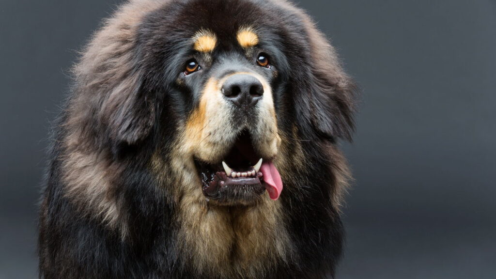 Estas raças de cachorro custam uma fortuna e o motivo vai surpreender