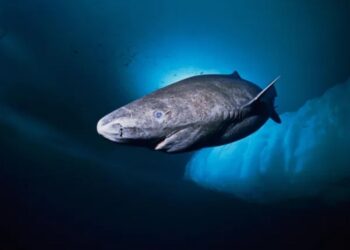 Descoberta em tubarão pode revelar como viver 500 anos