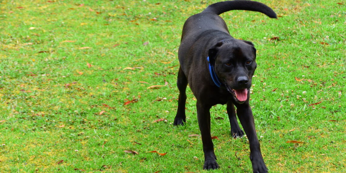 Você interpreta errado seu cachorro? Veja o que o movimento do rabo realmente significa