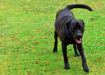 Você interpreta errado seu cachorro? Veja o que o movimento do rabo realmente significa