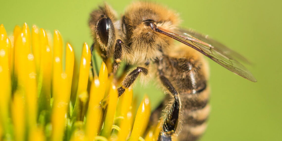 Curiosidades sobre as abelhas como a sua importância no ecossistema e suas diferentes espécies