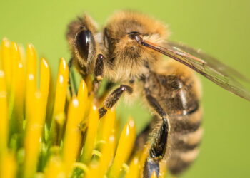 Curiosidades sobre as abelhas como a sua importância no ecossistema e suas diferentes espécies