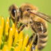 Curiosidades sobre as abelhas como a sua importância no ecossistema e suas diferentes espécies