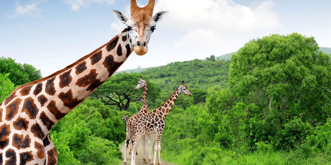 A magia do safári na África do Sul vai te surpreender