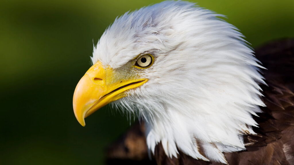 Qual animal revela seu estilo de liderança mais forte?