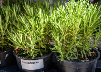 Esses são os métodos eficazes e saudáveis para cultivar o alecrim em casa para colocar em suas receitas
