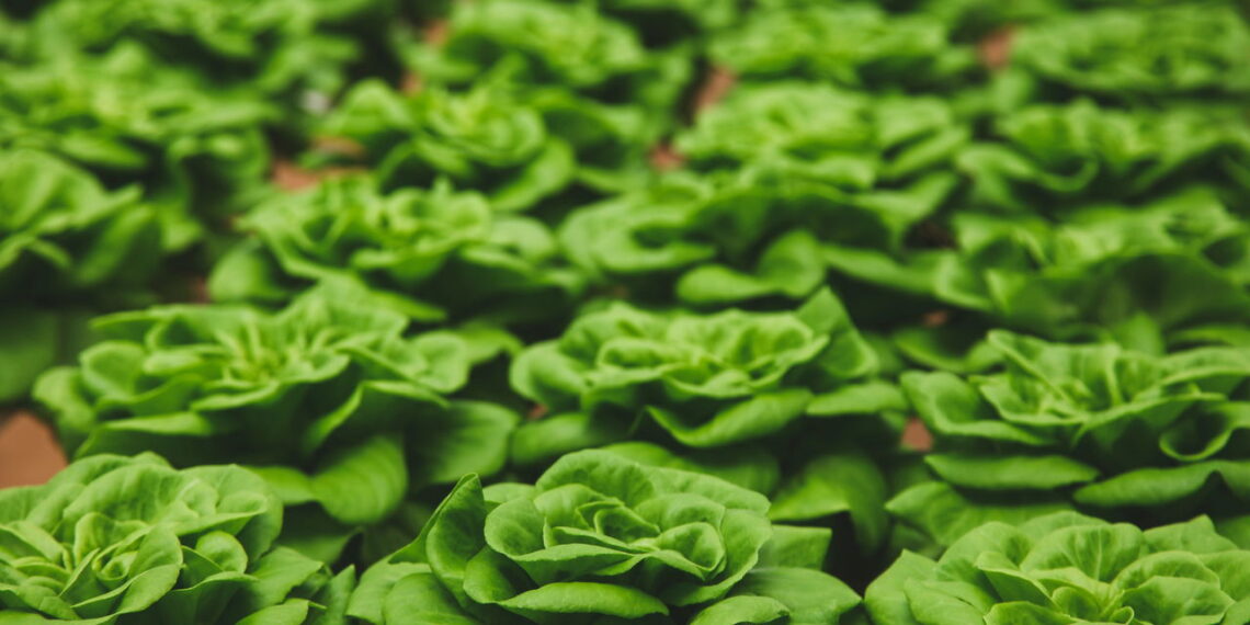 Esses métodos são os mais eficazes quanto o assunto é ter um cultivo saudável de alface