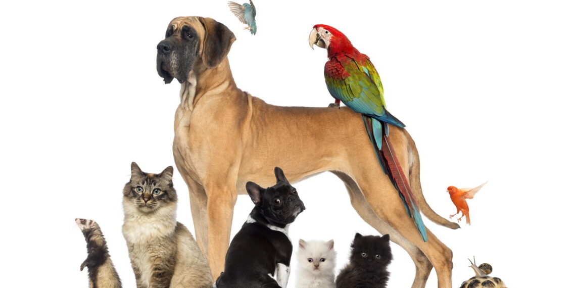 Os pets mais inteligentes que vão surpreender você
