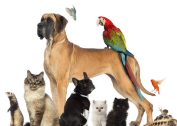 Os pets mais inteligentes que vão surpreender você