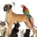 Os pets mais inteligentes que vão surpreender você