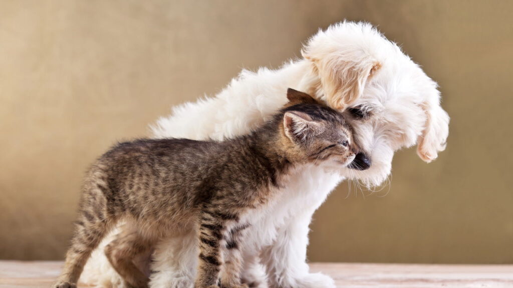 Os pets mais inteligentes que vão surpreender você


