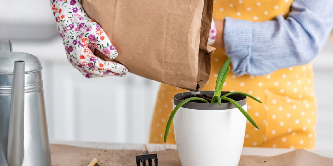 Aprenda a cultivar babosa em casa e aproveite seus poderes para pele, cabelo e saúde