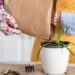 Aprenda a cultivar babosa em casa e aproveite seus poderes para pele, cabelo e saúde
